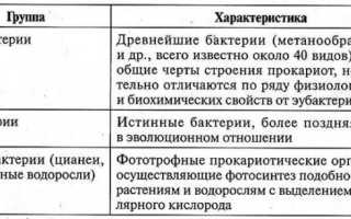 Вирусы внутриклеточные паразиты они размножаются путем деления