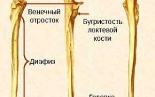 Анатомия костей предплечья человека