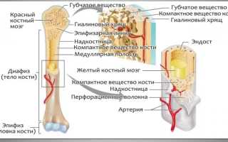 На какие виды подразделяют кости человека и их особенности
