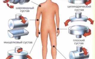 Виды суставов человека и их функции