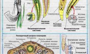 Характеристика и типы круглых червей: симптомы, лечение