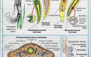 Характеристика и типы круглых червей: симптомы, лечение