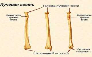Как устроена лучевая кость человека