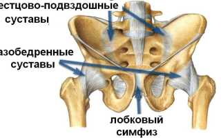 Что такое лонное сочленение и его функции