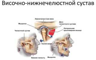 Особенности строения и функции височно-нижнечелюстного сустава человека