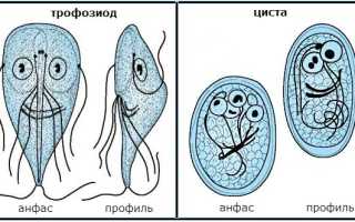 Какие паразиты передаются от кошек человеку