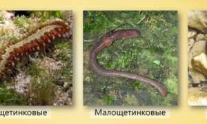 Тип Черви плоские, круглые, кольчатые и их характеристика (Таблица)