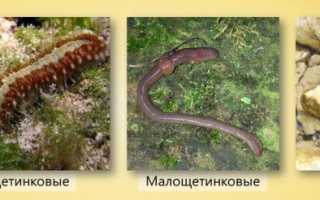 Тип Черви плоские, круглые, кольчатые и их характеристика (Таблица)