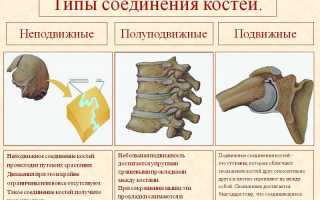 Как соединяются кости у человека в организме