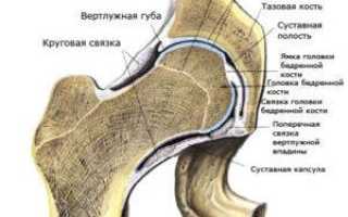 Какие кости образуют тазобедренный сустав и их функции