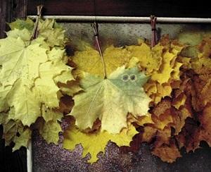 Как лечат суставы кленовыми листьями