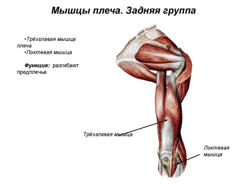 Как устроены мышцы плеча человека