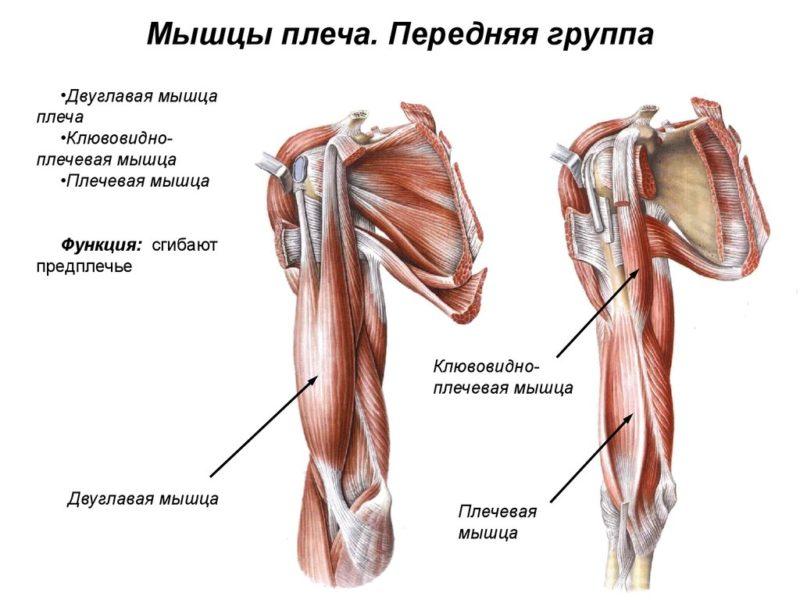 Как устроены мышцы плеча человека