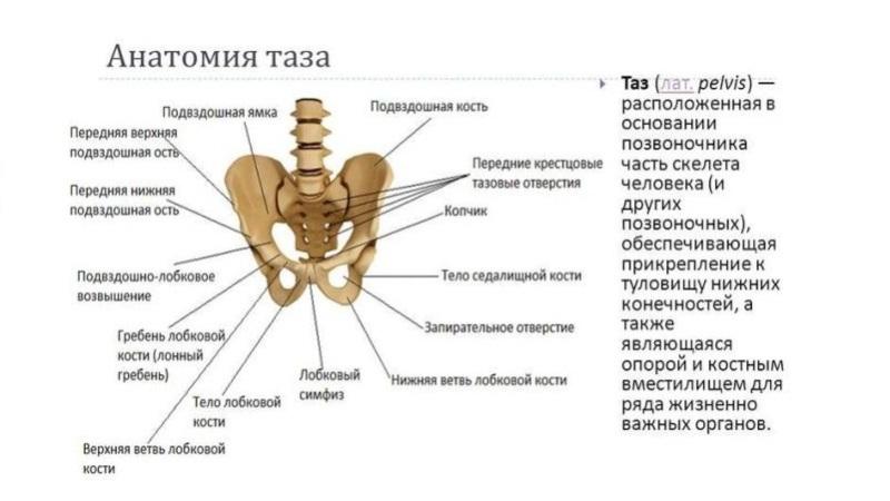 Как устроен таз человека