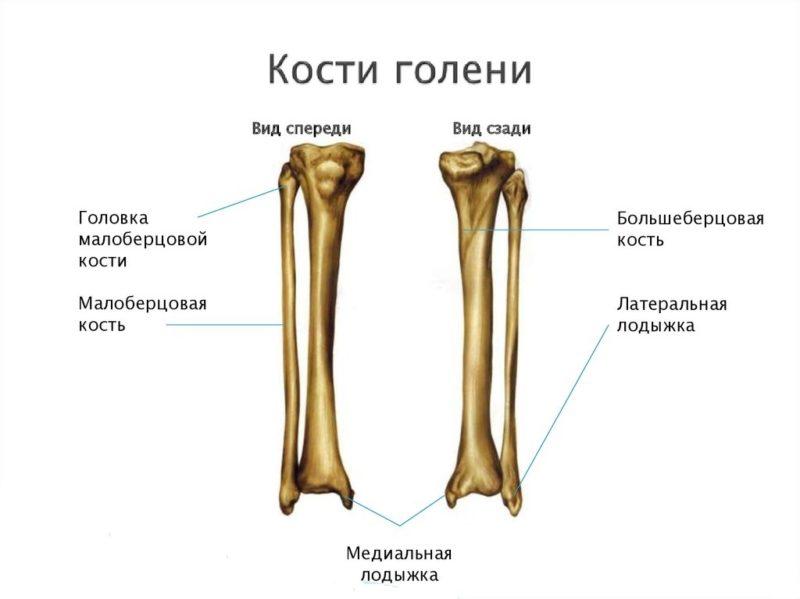 Что такое голень и как она устроена