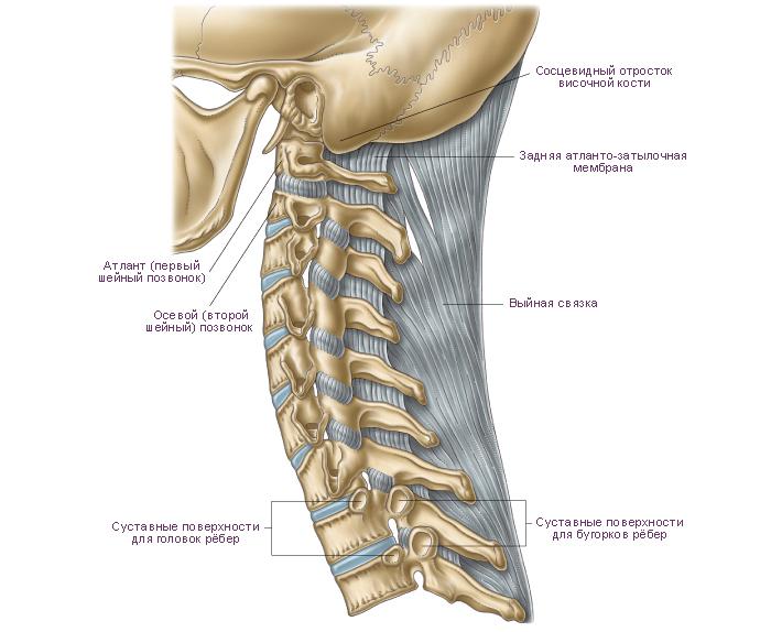 Какое соединение между костями позвоночника