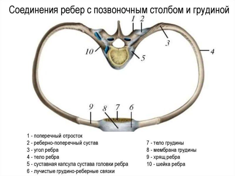 Какое соединение между костями позвоночника