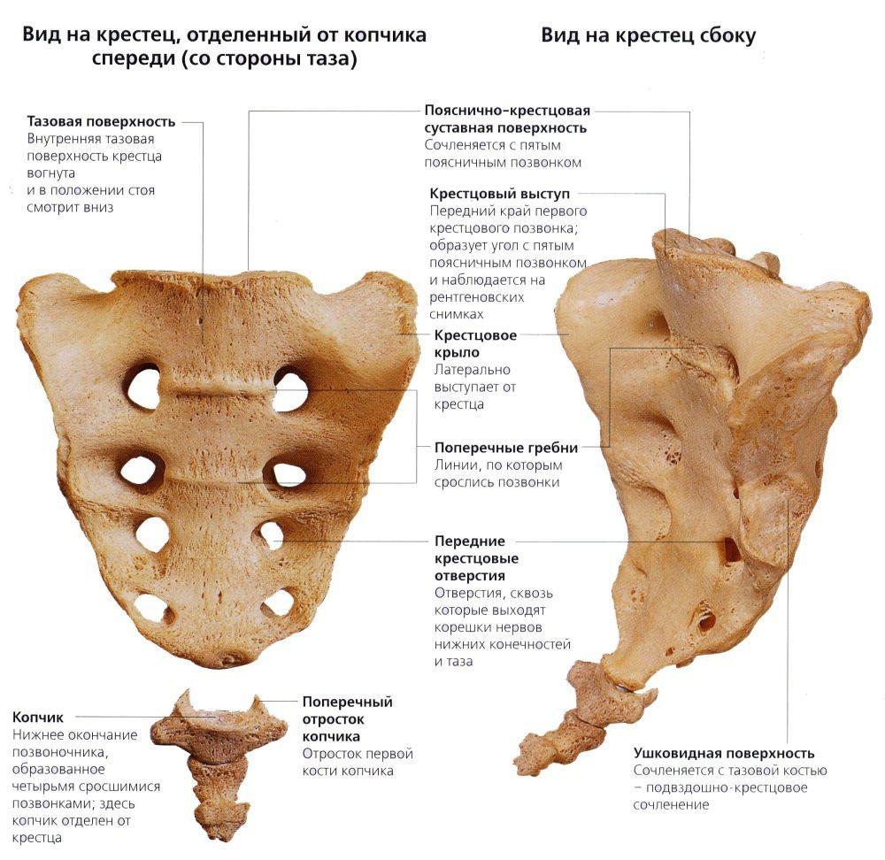 Какое соединение между костями позвоночника