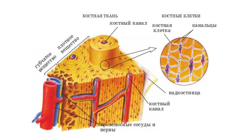 Что делать, когда болят кости всего тела
