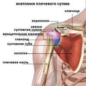 Как устроена ключица человека