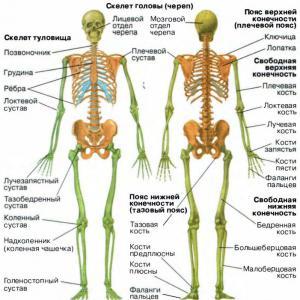 Что входит в состав опорно-двигательной системы