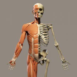 Что входит в состав опорно-двигательной системы