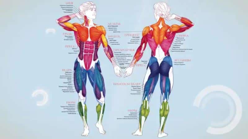 Что входит в состав опорно-двигательной системы