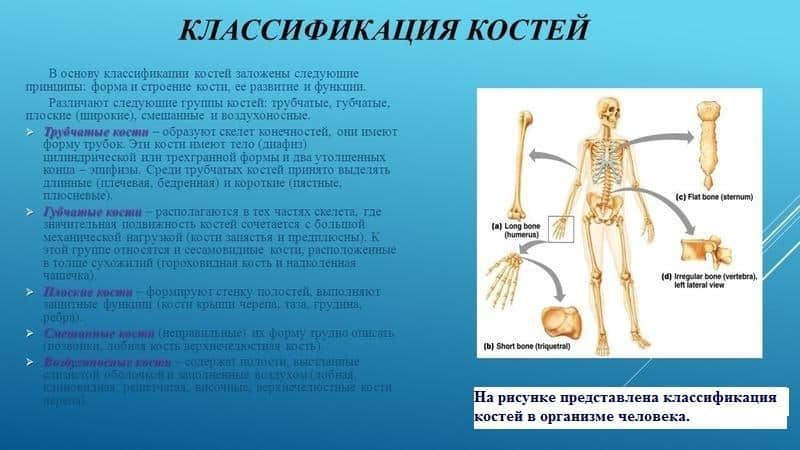 На какие виды подразделяют кости человека