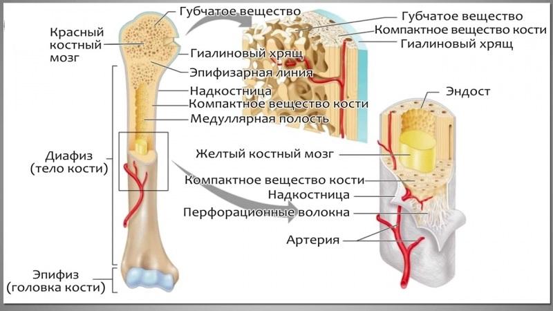 На какие виды подразделяют кости человека