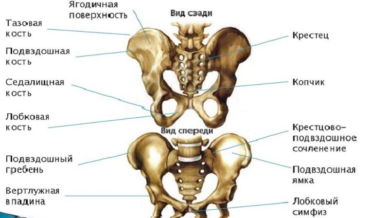 Как устроена седалищная кость