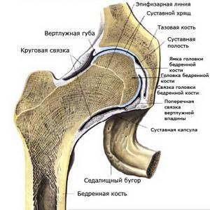 Как устроена седалищная кость