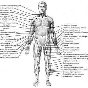 Строение мышц ног