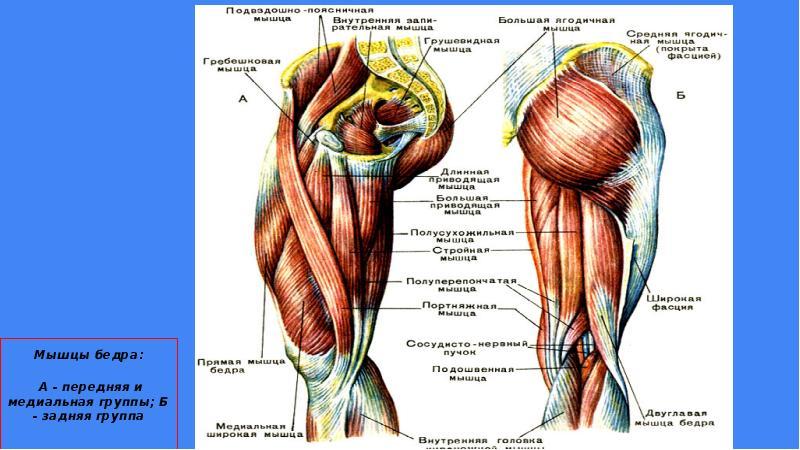 Строение мышц ног