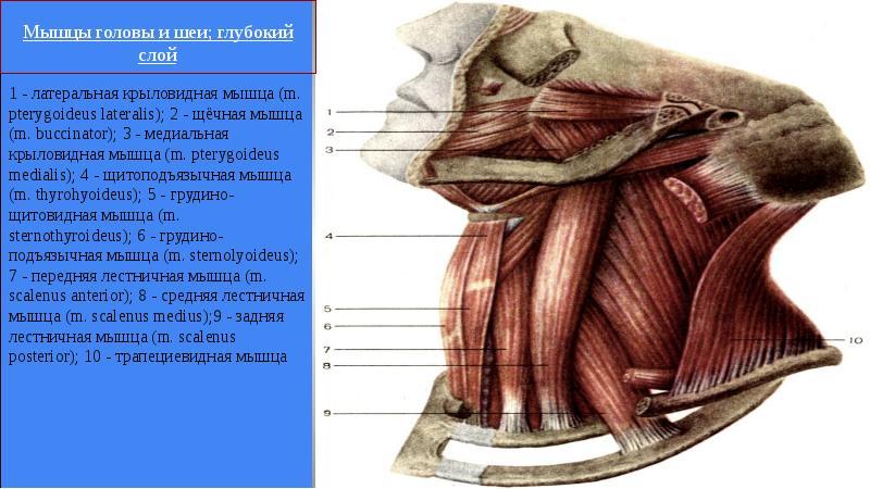 Анатомия мышц шеи и головы