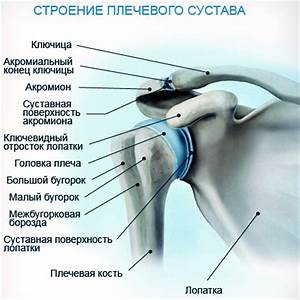 Как устроены лопатки человека