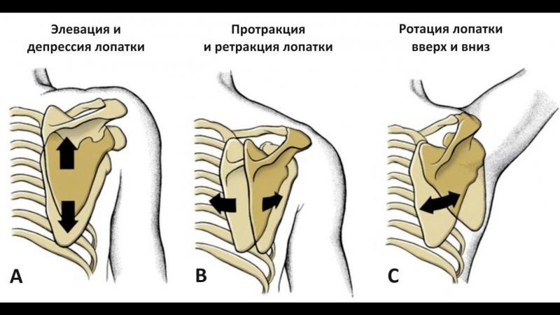 Как устроены лопатки человека