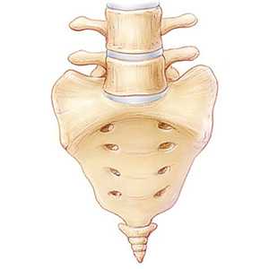Как устроен крестцово-копчиковый отдел человека