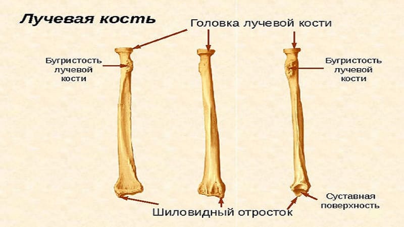 Как устроена лучевая кость