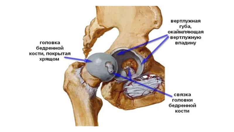 Как устроена вертлужная впадина тазовой кости и чем опасны её травмы
