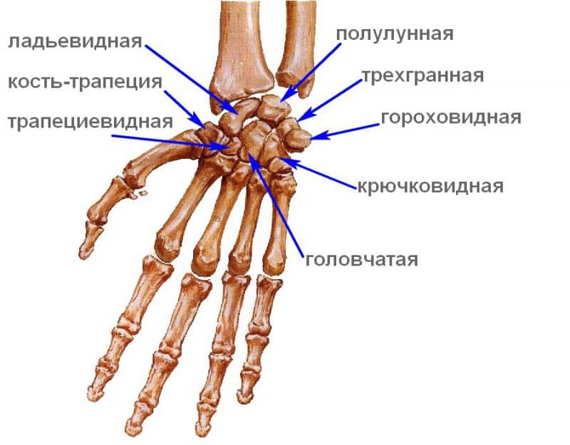Анатомия лучезапястного сустава