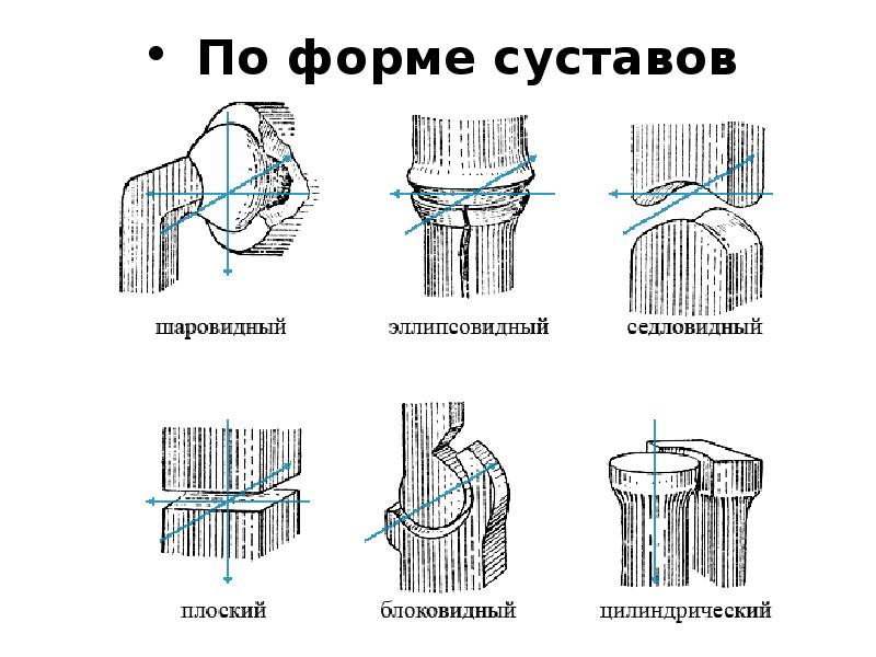 Виды суставов человека