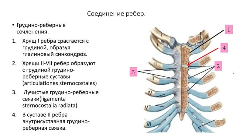 Как соединяются кости у человека