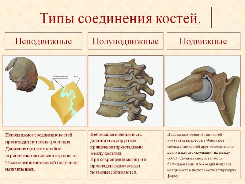 Как соединяются кости у человека