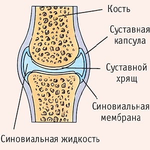 Как соединяются кости у человека
