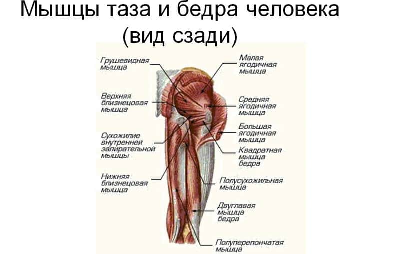 Строение бедра человека