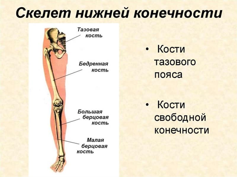 Строение бедра человека