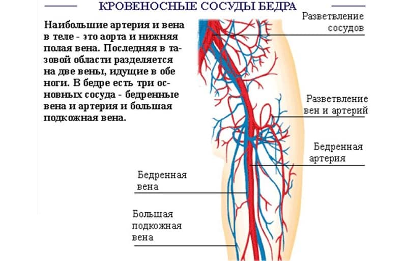 Строение бедра человека