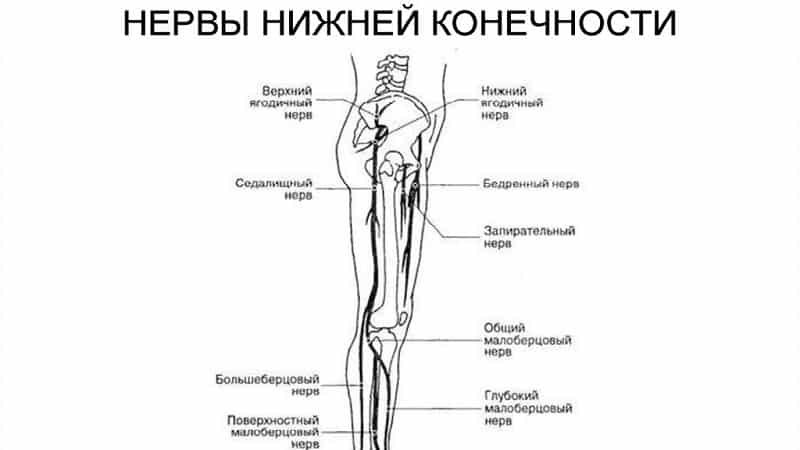 Строение бедра человека