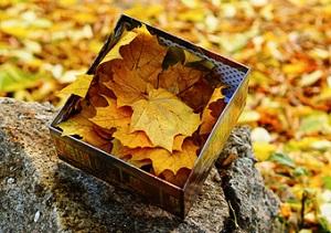 Как лечат суставы кленовыми листьями