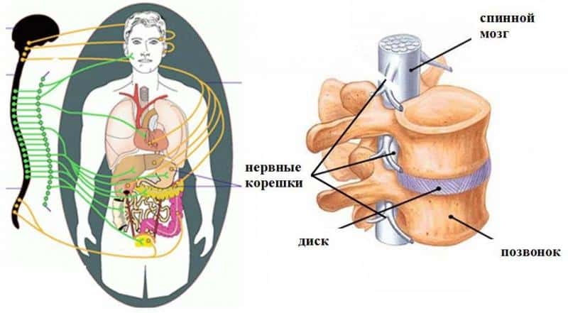 Как лечить экстрасистолию при остеохондрозе